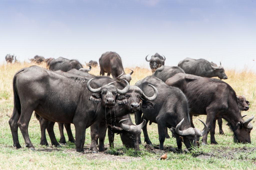 Buffalo in Chobe National Park