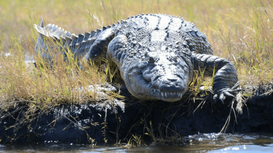 15 animals to see on a Botswana River Safari