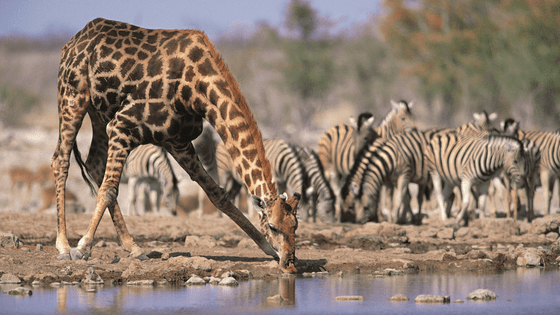 15 animals to see on a Botswana River Safari