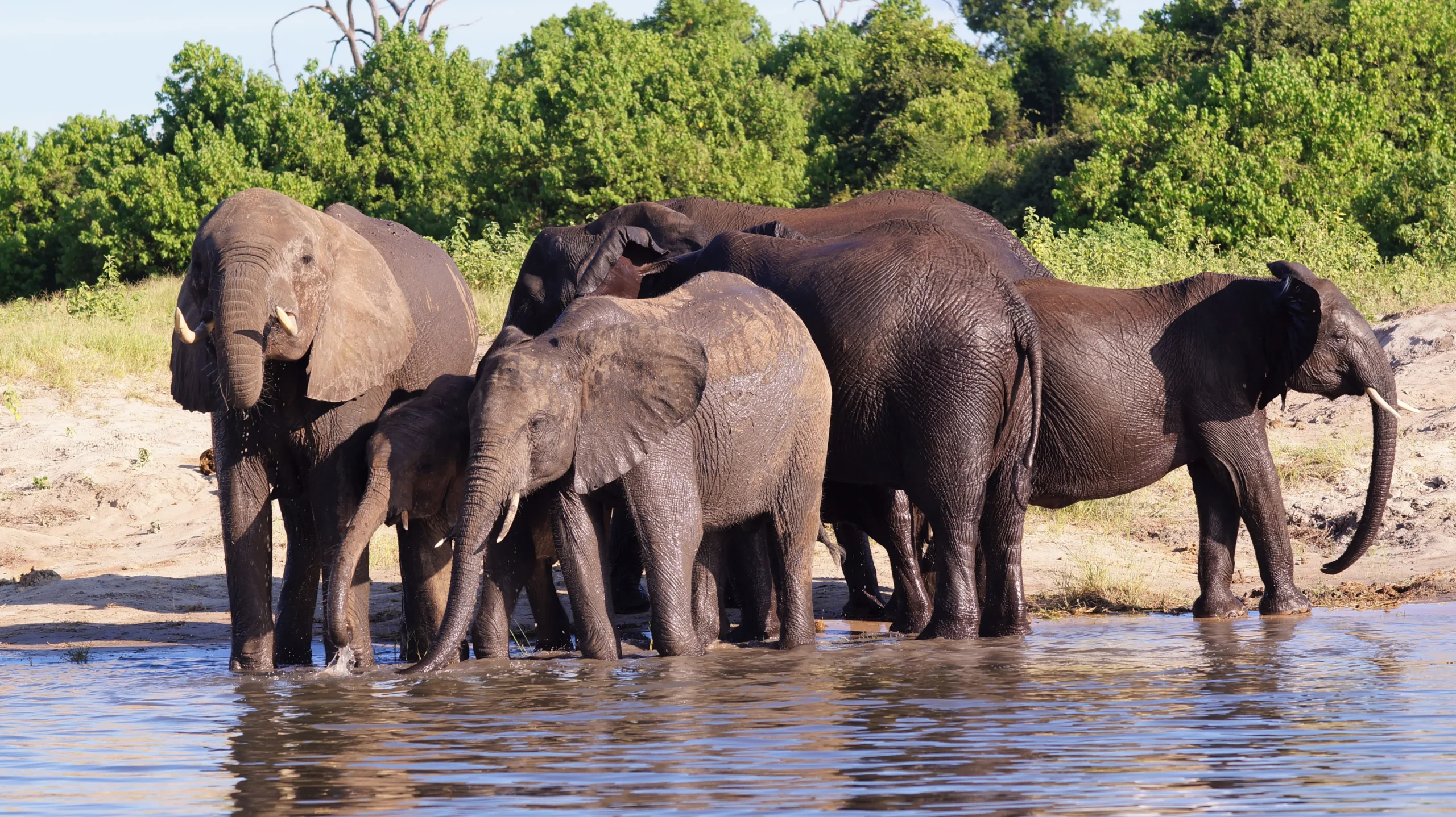 An Unforgettable African Safari on the Chobe River
