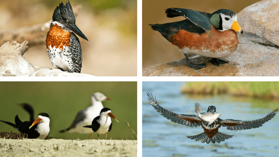 Family Safari Holiday | Birding 