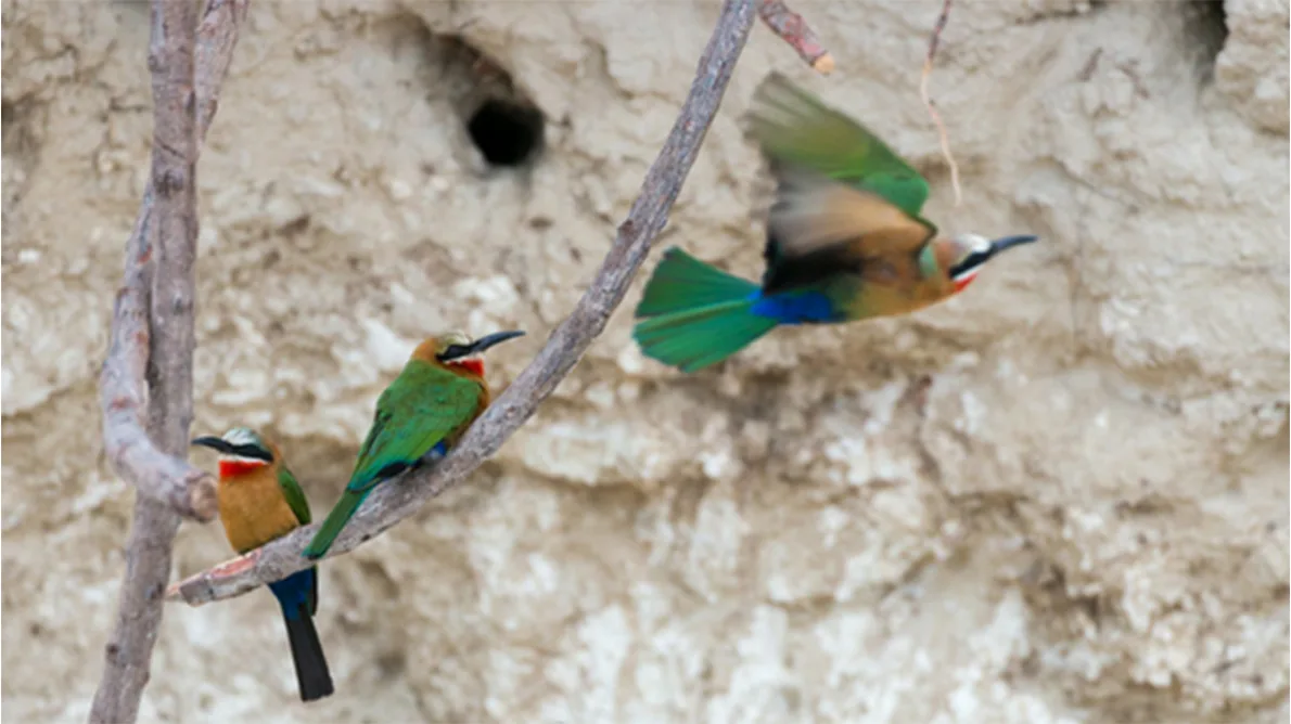 Summer Birding in Full Swing