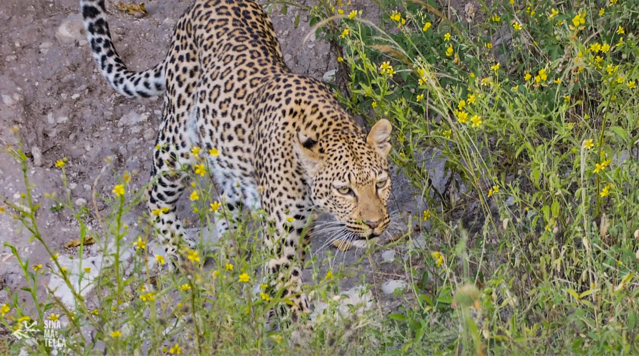 Pro Safari Photography – 10 Tips for the Perfect Shot