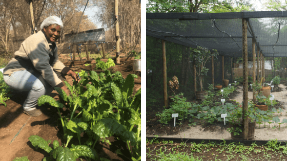 Vegetable Garden at Ichingo Chobe River Lodge