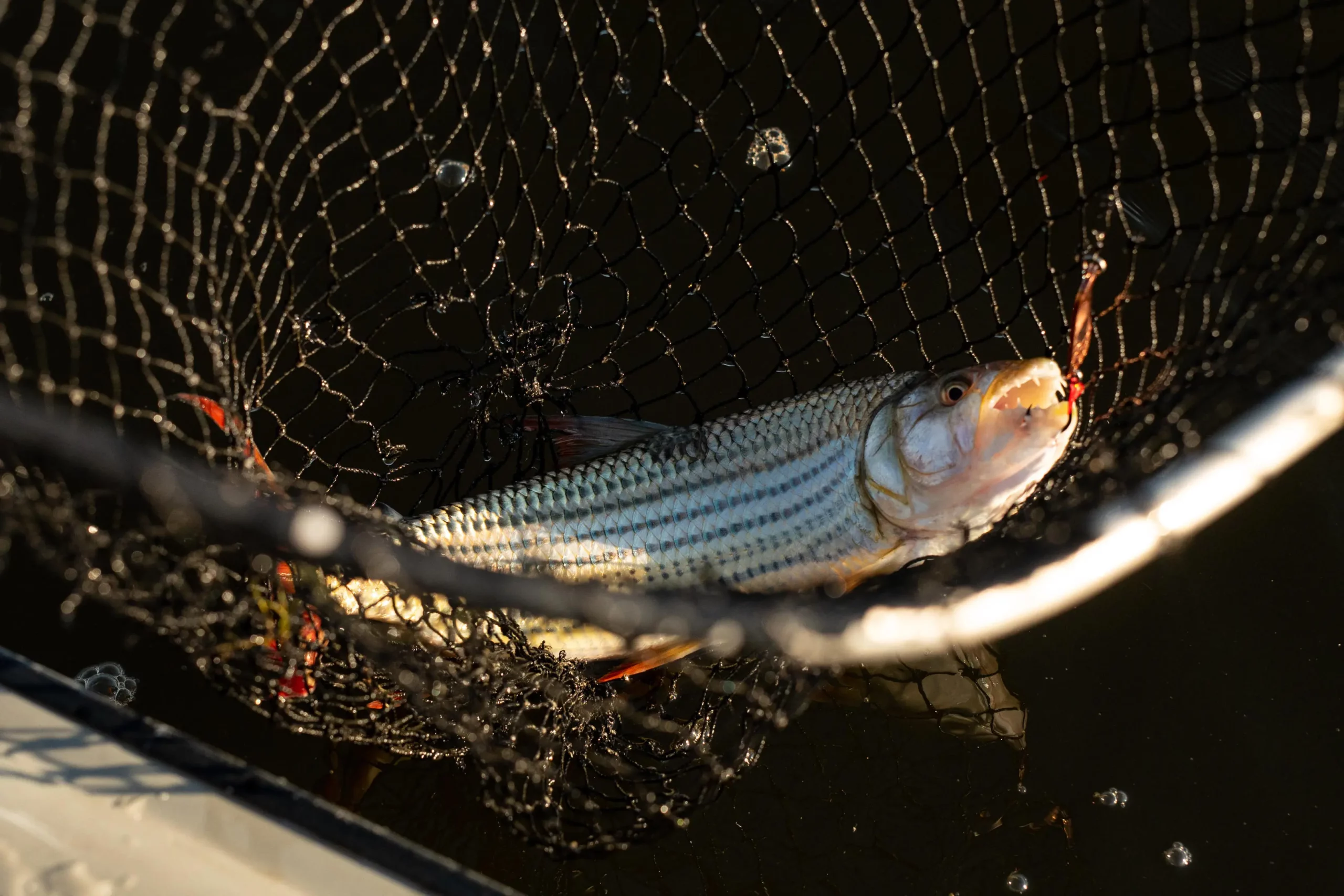 Meet the Feisty African Tigerfish