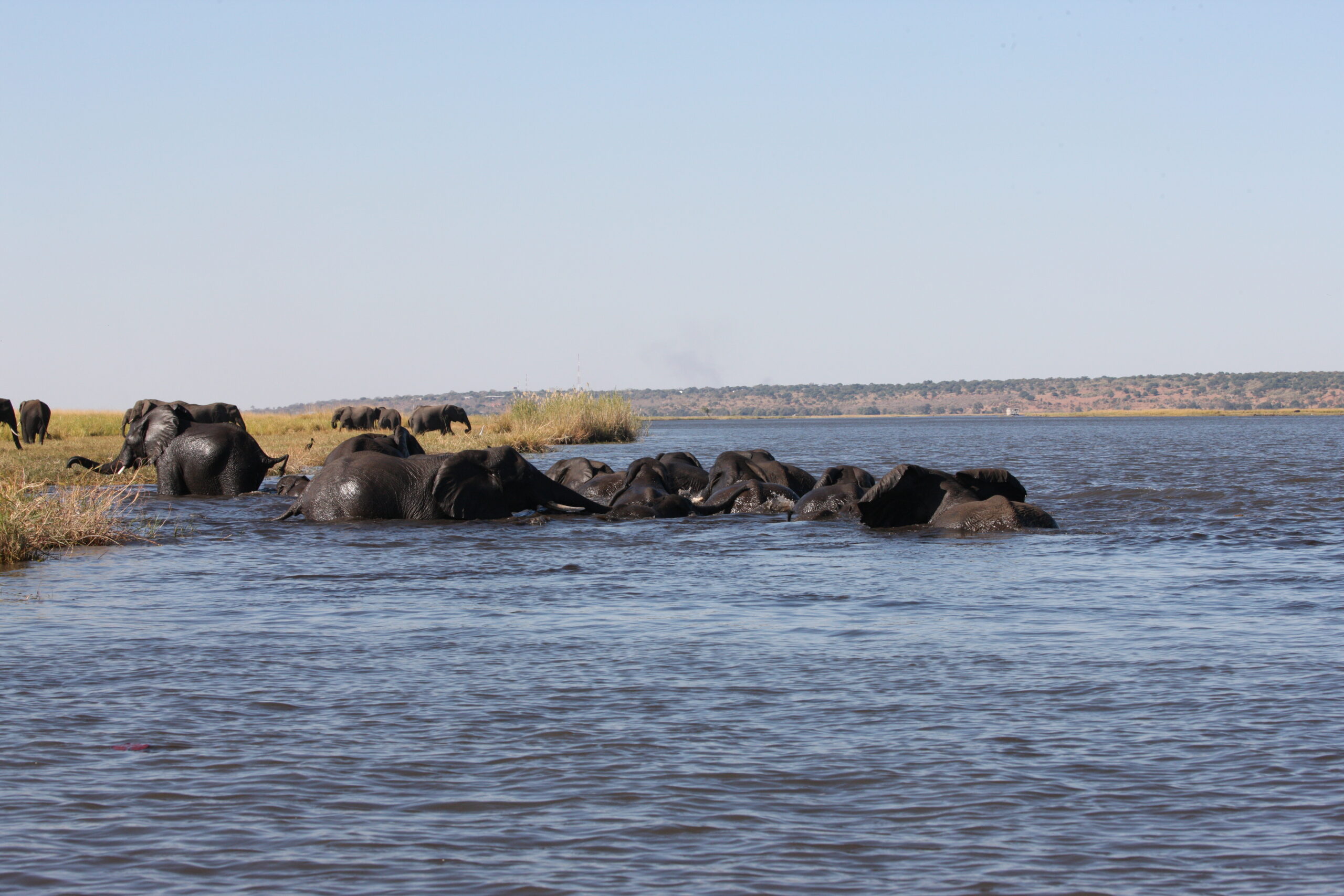 7 Reasons Why You Should Experience a Chobe River Safari
