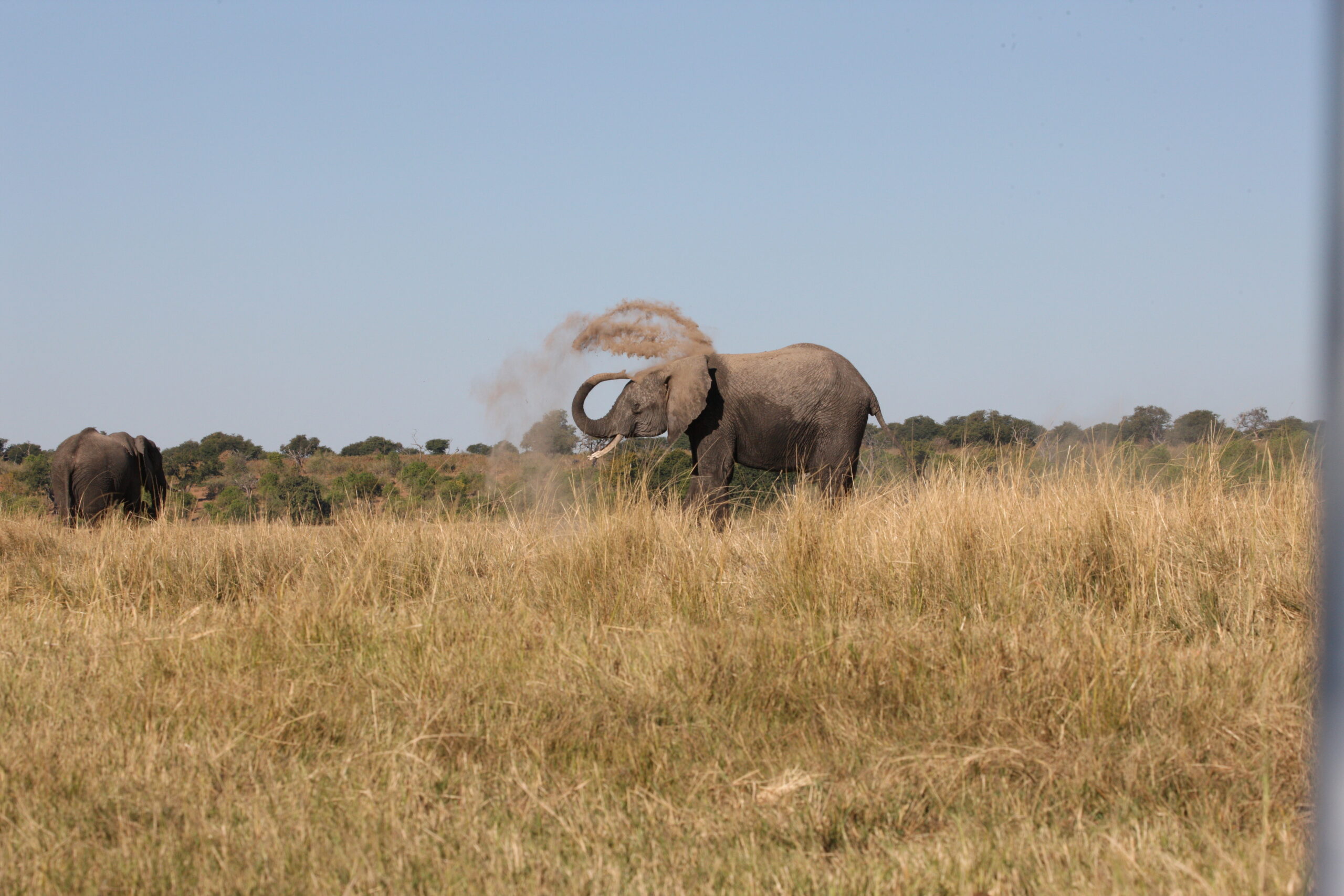 15 Animals to see on a Botswana River Safari