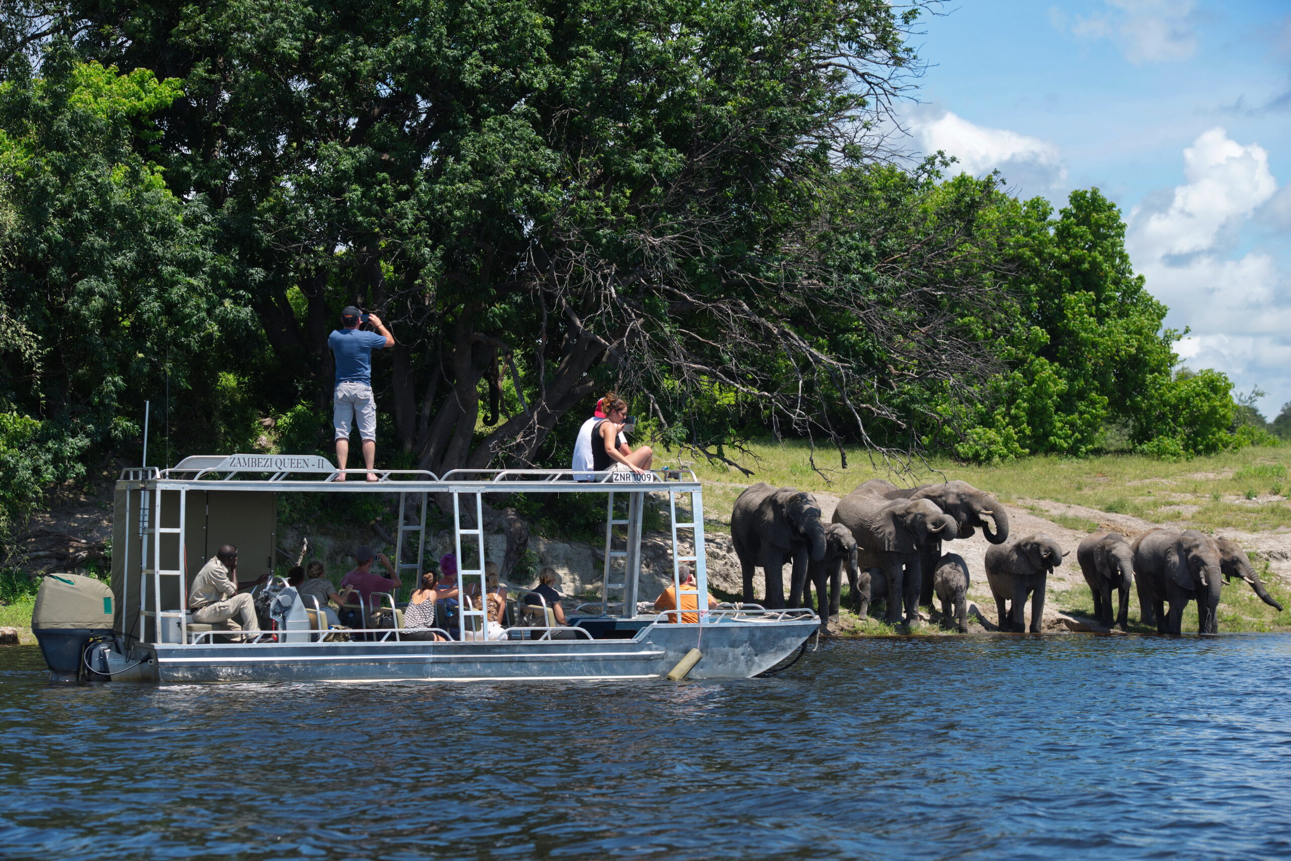 Celebrating Chobe’s Gentle Giants