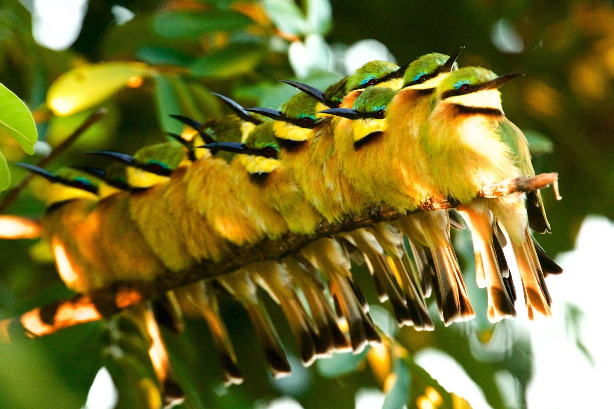 Top Birds To Spot On The Chobe