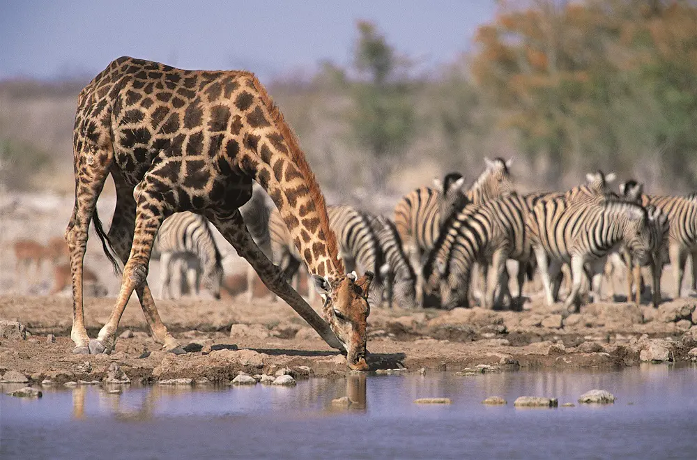 Unravelling Chobe River’s Biodiversity