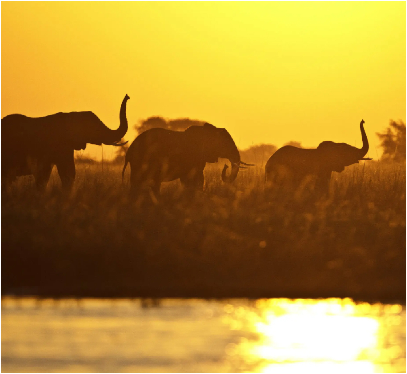 After Dark on the Chobe River