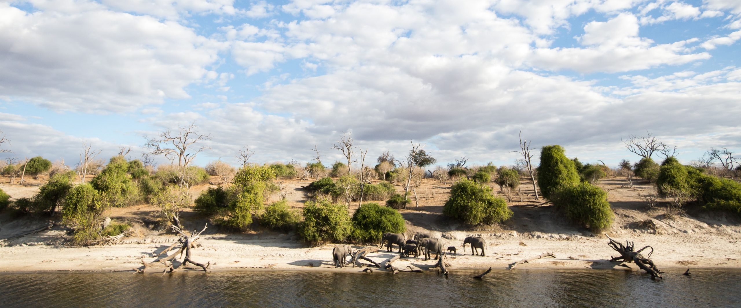 Uncovering the Magic of the Chobe River Ecosystem